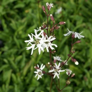 LYCHNIS flos-cuculi 'White Robin'