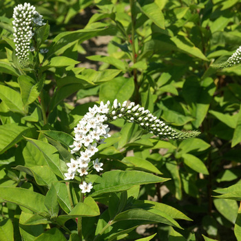 LYSIMACHIA clethroides