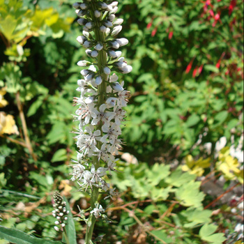 LYSIMACHIA ephemerum