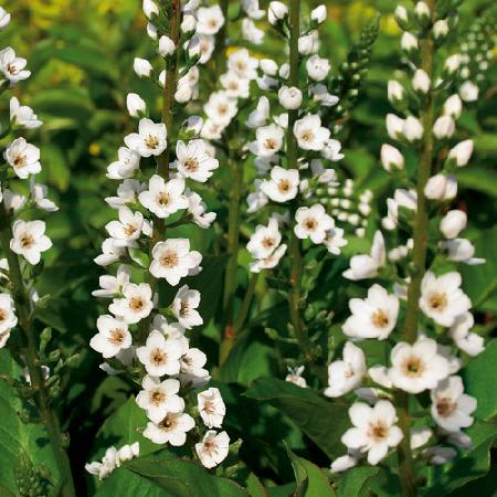 LYSIMACHIA 'Candela'