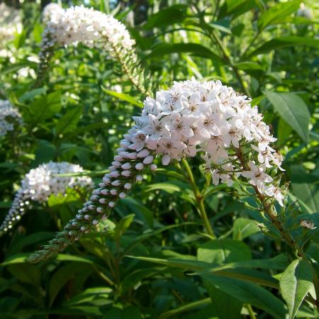 LYSIMACHIA clethroides