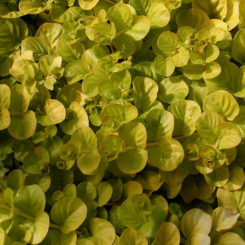 LYSIMACHIA nummularia 'Aurea'