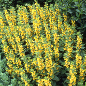 LYSIMACHIA punctata