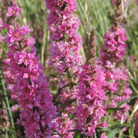 LYTHRUM salicaria 'Blush'