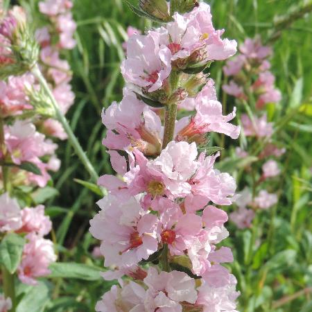LYTHRUM salicaria 'Pink Blush' ®