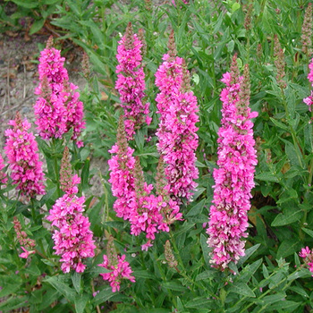 LYTHRUM salicaria 'Robert'