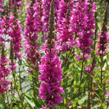 LYTHRUM salicaria 'The Beacon'