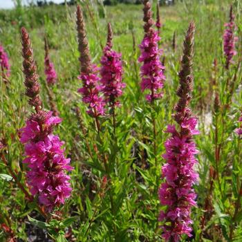 LYTHRUM salicaria 'Zigeunerblut'