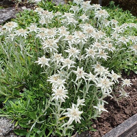 LEONTOPODIUM alpinum