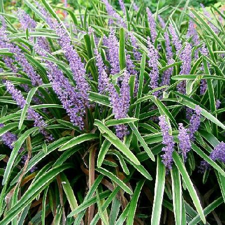 LIRIOPE muscari 'Variegata'