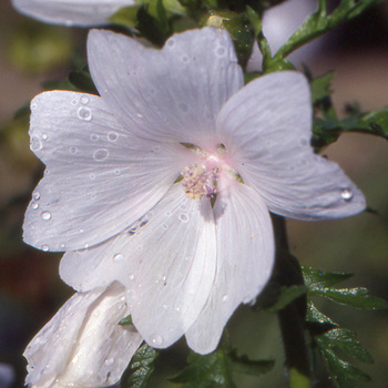 MALVA moschata 'Alba'