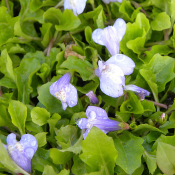 MAZUS reptans