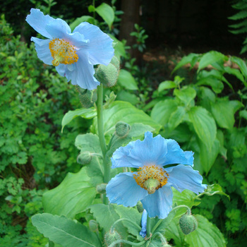 MECONOPSIS