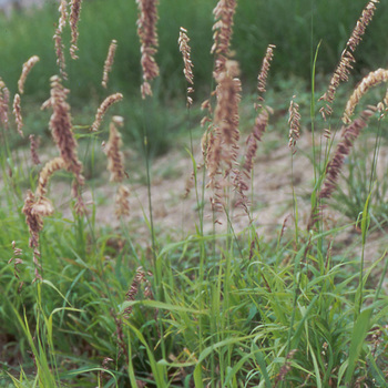 MELICA altissima 'Atropurpurea'