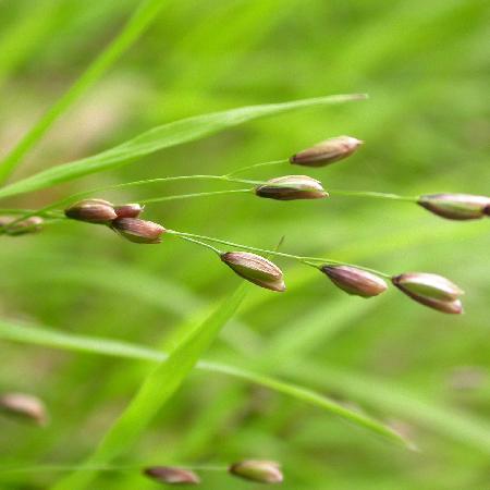 MELICA uniflora