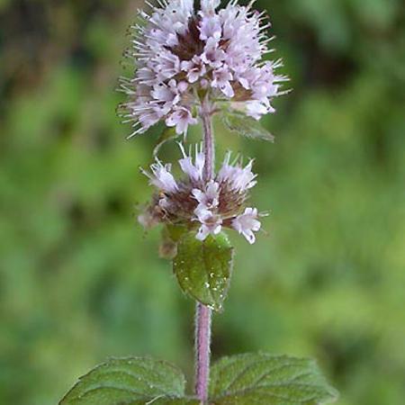 MENTHA