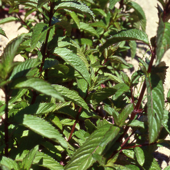 MENTHA piperita