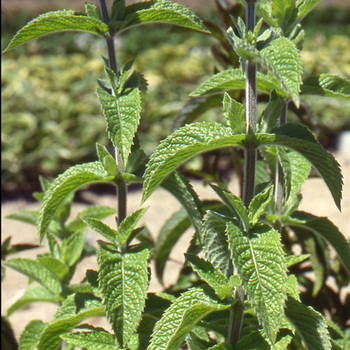 MENTHA spicata (viridis)