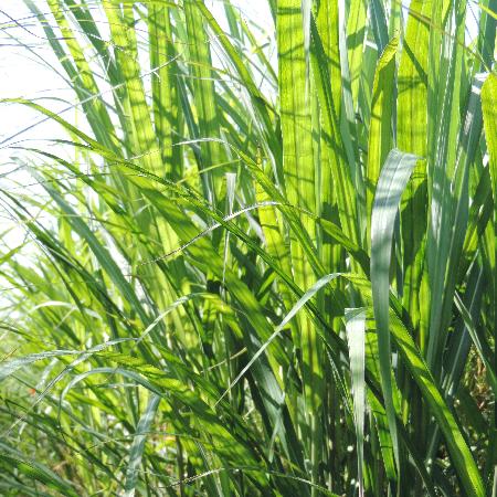 MISCANTHUS Windy ® 'Zephyr'