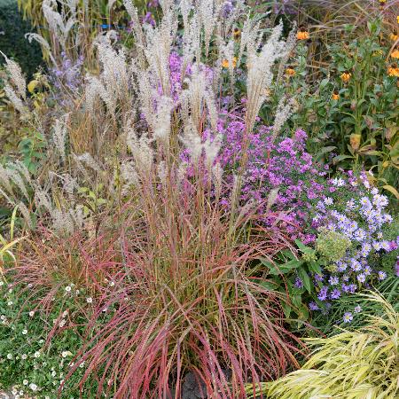 MISCANTHUS sinensis 'Little Miss' ®