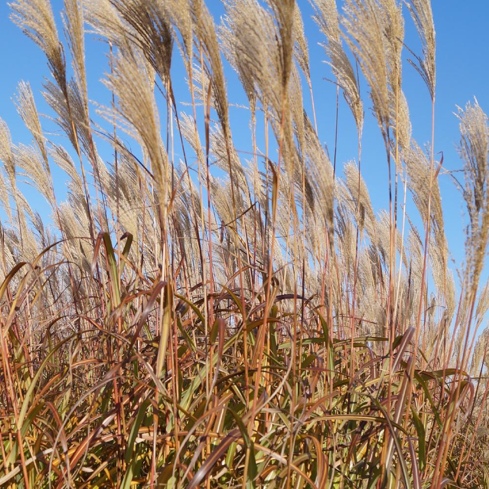 MISCANTHUS sinensis 'Silberfeder'