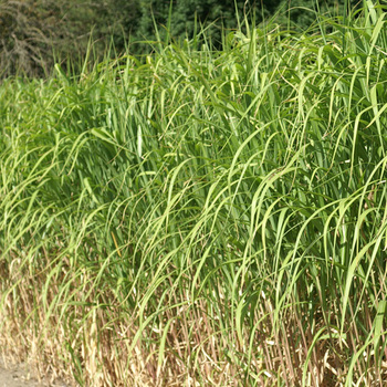 MISCANTHUS giganteus (M. floridulus)