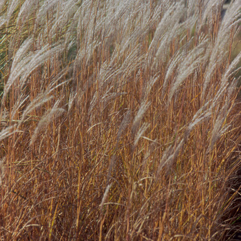 MISCANTHUS 'Purpurascens' 