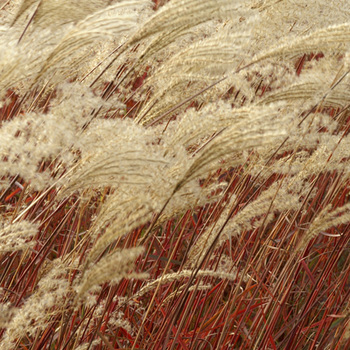 MISCANTHUS sinensis 'Dronning Ingrid'