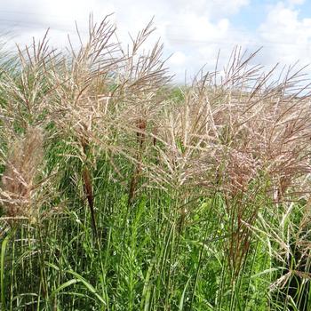 MISCANTHUS sinensis 'Emmanuel Lepage'