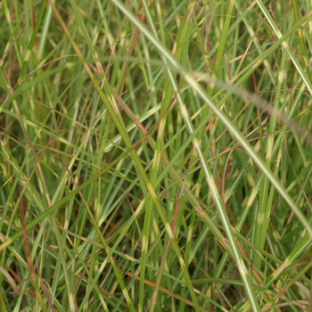 MISCANTHUS sinensis 'Etincelle'