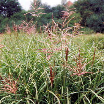 MISCANTHUS sinensis 'Ferner Osten'