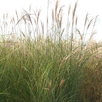 MISCANTHUS sinensis 'Gracillimus'