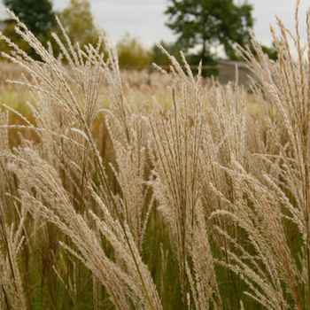 MISCANTHUS sinensis 'Graziella'