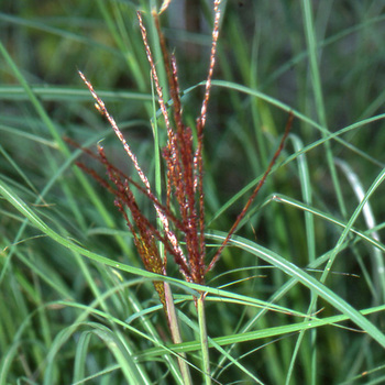 MISCANTHUS sinensis 'Kleine Silberspinne'