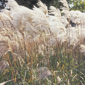 MISCANTHUS sinensis 'Malepartus'