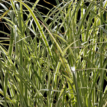 MISCANTHUS sinensis 'Variegatus'