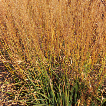 MOLINIA arundinacea