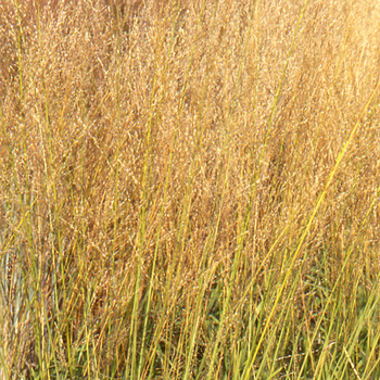 MOLINIA arundinacea 'Transparent'