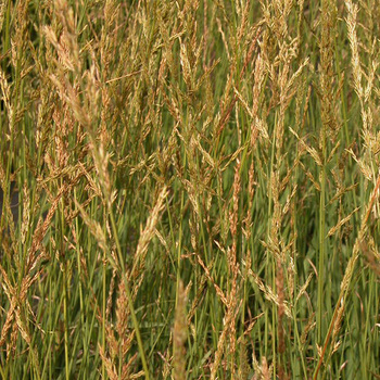 MOLINIA arundinacea 'Windspiel'