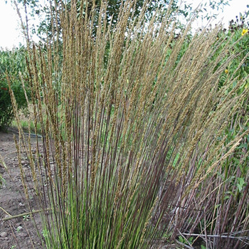 MOLINIA caerulea 'Dauerstrahl'