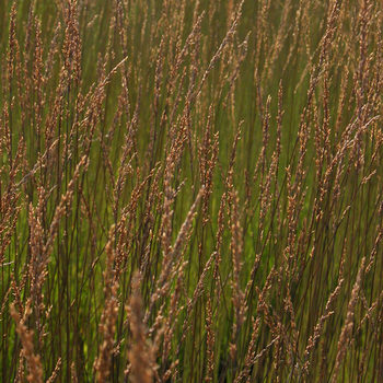 MOLINIA caerulea 'Edith Dudszus'