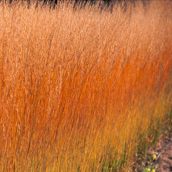 MOLINIA caerulea 'Heidebraut'