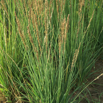 MOLINIA caerulea 'Moorhexe'