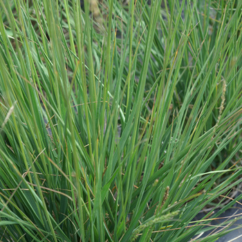 MOLINIA caerulea 'Overdam'