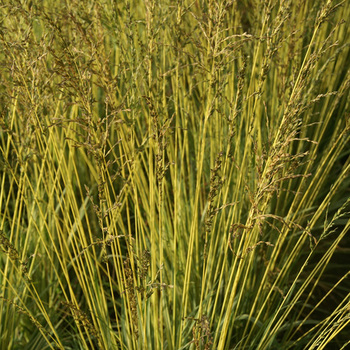 MOLINIA caerulea 'Variegata'