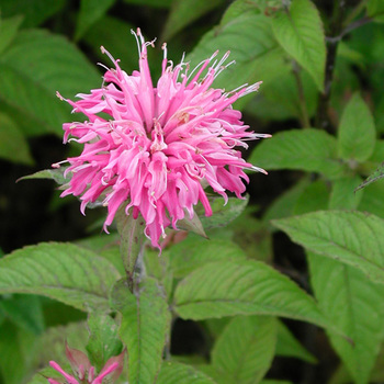 MONARDA 'Croftway Pink'