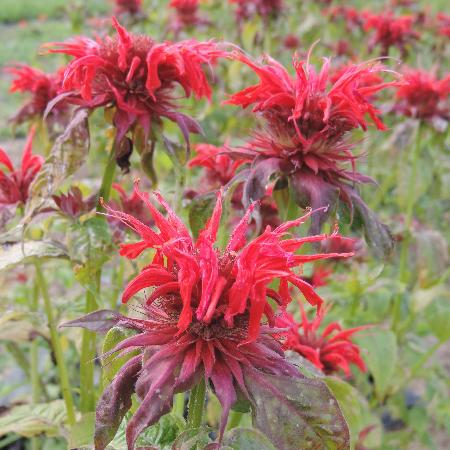 MONARDA 'Cambridge Scarlet'