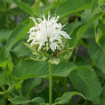 MONARDA 'Schneewittchen'