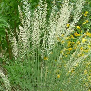 MUHLENBERGIA lindheimeri   