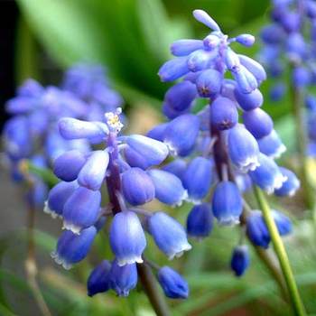 MUSCARI armeniacum